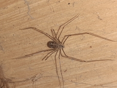 Physocyclus globosus