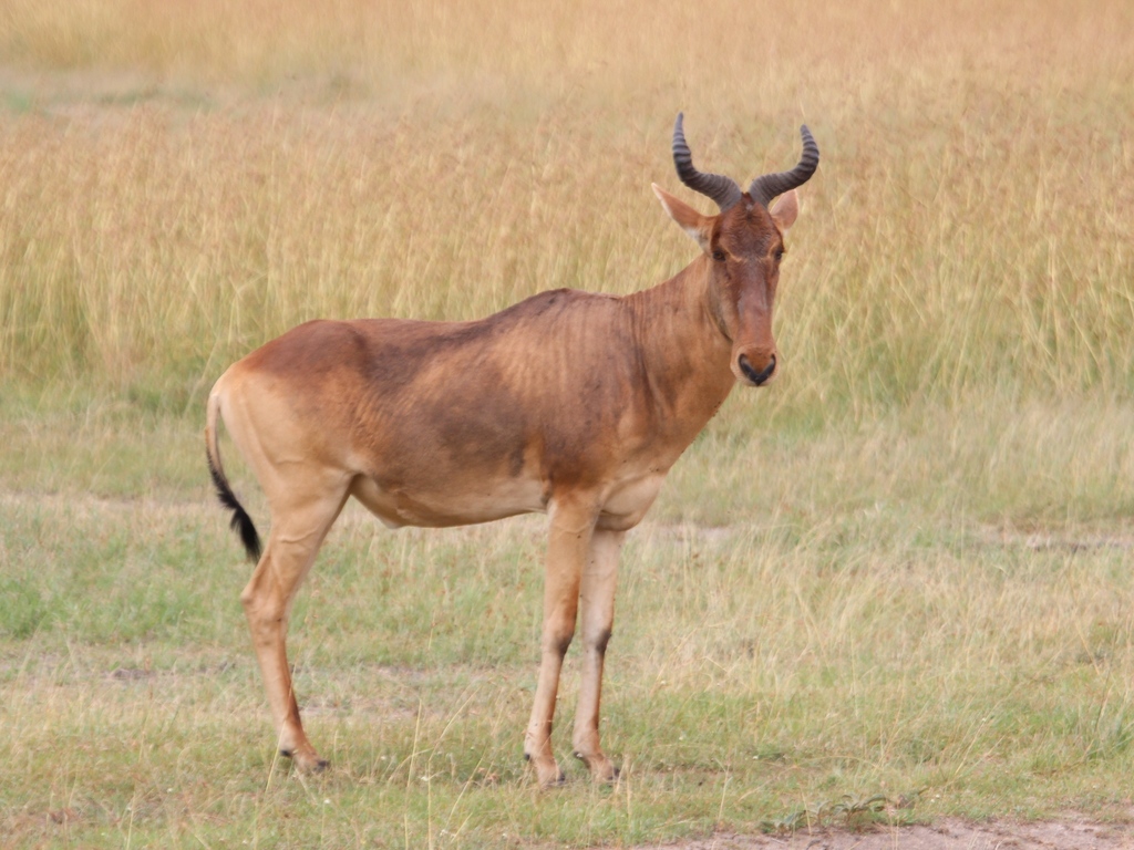 Alcelaphus buselaphus cokii, Mara, Kenya, by floydehayes