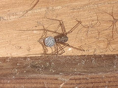 Physocyclus globosus