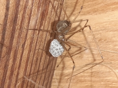 Physocyclus globosus