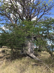 Adansonia digitata