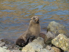 Arctocephalus philippii