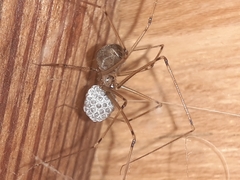 Physocyclus globosus