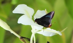 Thracides cleanthes