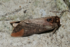 Phalera grotei