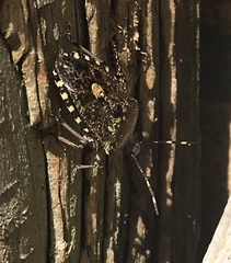 Rhaphigaster nebulosa