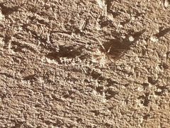 Menemerus bivittatus