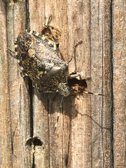 Rhaphigaster nebulosa