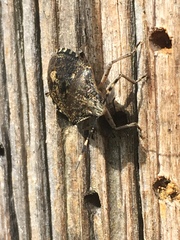 Rhaphigaster nebulosa