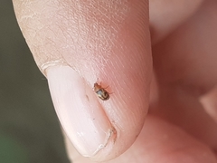 Scymnobius galapagoensis