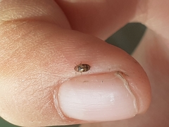 Scymnobius galapagoensis