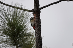 Dendrocopos major canariensis