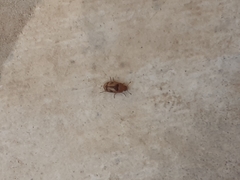 Scymnobius galapagoensis