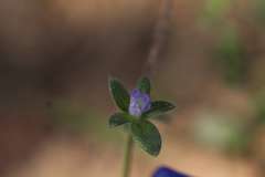 Campanula erinus