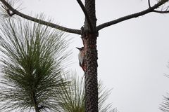 Dendrocopos major canariensis