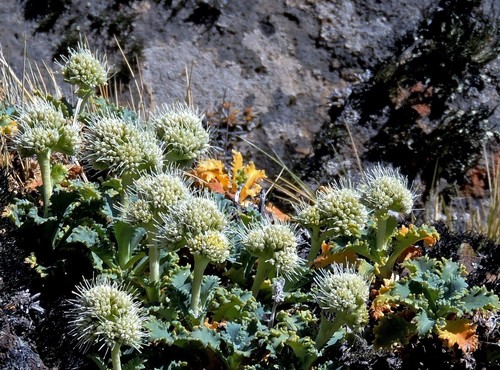Moschopsis ameghinoi (Moschopsis ameghinoi)