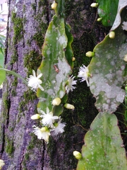 Rhipsalis pachyptera