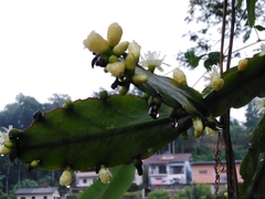 Rhipsalis pachyptera