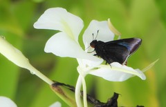 Thracides cleanthes