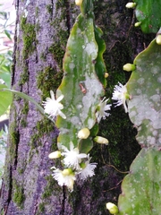 Rhipsalis pachyptera