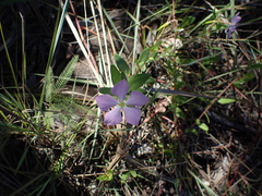Catharanthus lanceus image