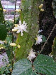 Rhipsalis pachyptera