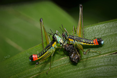 Paramastax duquei