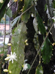 Rhipsalis pachyptera