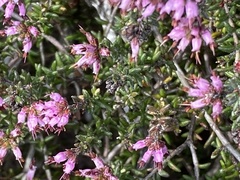 Erica dispar