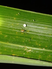 Theridion zonulatum