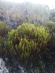 Hypericum costaricense