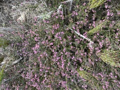 Erica dispar
