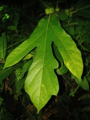 Ficus fulva