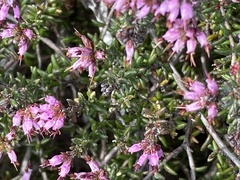 Erica dispar