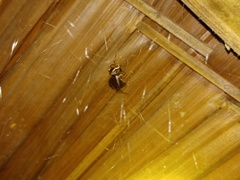 Parasteatoda merapiensis