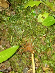 Heteropoda homstu