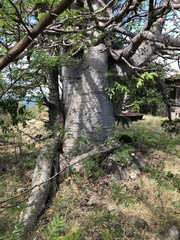 Adansonia digitata