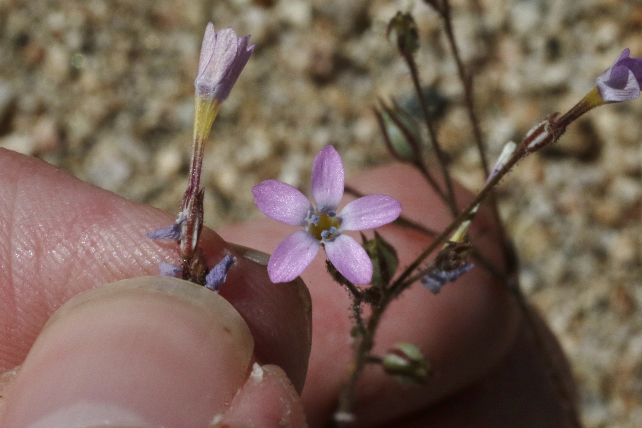 Gilia aliquanta ssp. breviloba