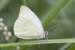 Ascia monuste automate