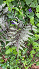 Athyrium niponicum
