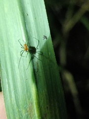 Theridion quadratum