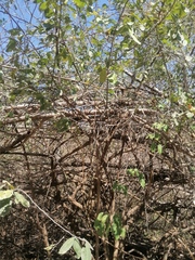 Achatocarpus oaxacanus