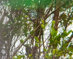Psilopogon chrysopogon