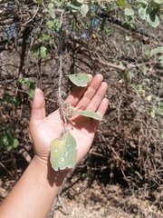 Achatocarpus oaxacanus