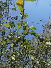 Achatocarpus oaxacanus