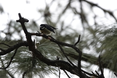 Cyanistes teneriffae teneriffae