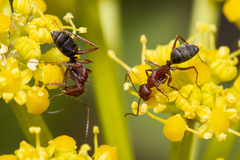 Camponotus feae