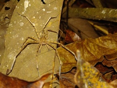 Heteropoda homstu