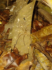 Heteropoda homstu