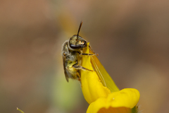 Lasioglossum albovirens